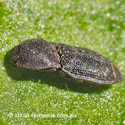 Agrypnus sp., Click Beetle, Elateridae, Tasmania