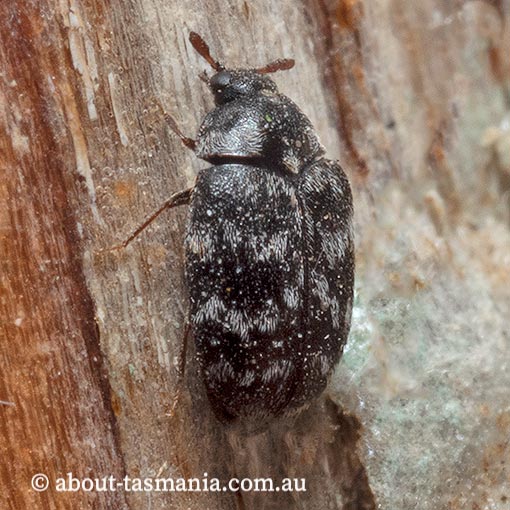 Anthrenocerus sp. native carpet beetle, Dermestidae, Tasmania
