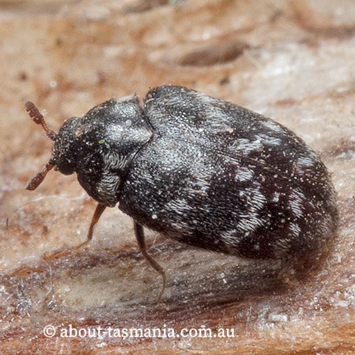 Anthrenocerus sp. native carpet beetle, Dermestidae, Tasmania