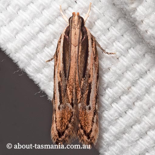 Ardozyga obeliscota, Gelechiidae, Tasmania, moth