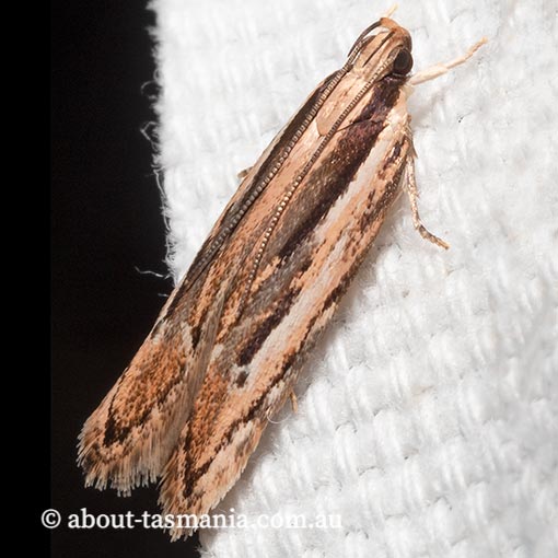 Ardozyga obeliscota, Gelechiidae, Tasmania, moth