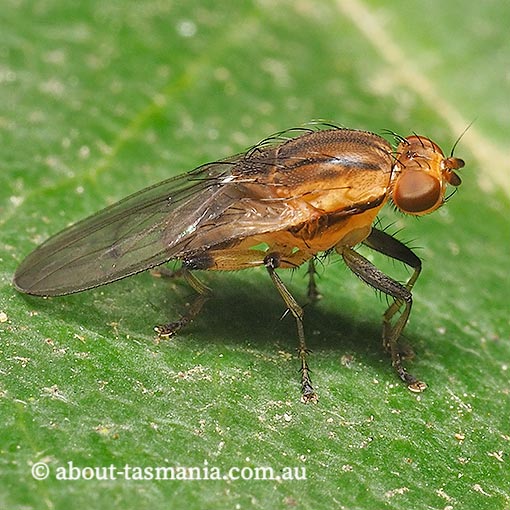 Austroleria extensa, Heteromyzidae, Tasmania