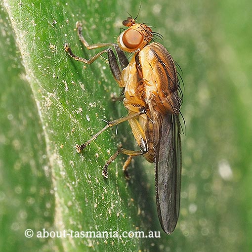 Austroleria extensa, Heteromyzidae, Tasmania