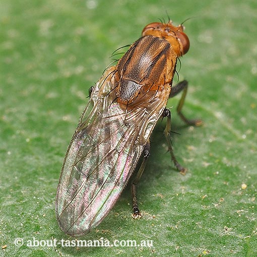 Austroleria extensa, Heteromyzidae, Tasmania