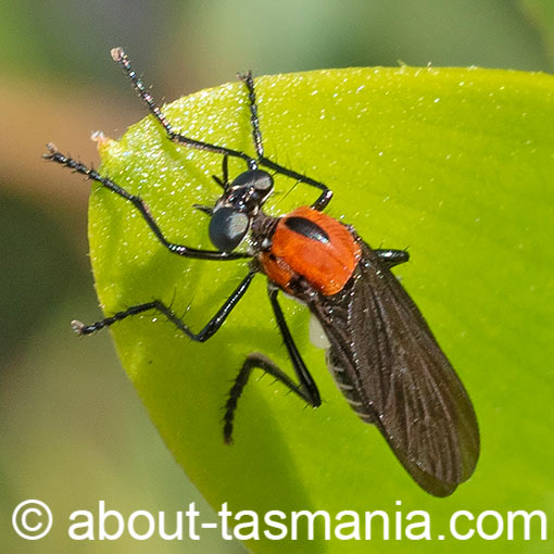 Cabasa pulchella, Asilidae, robber fly, Tasmania, insect