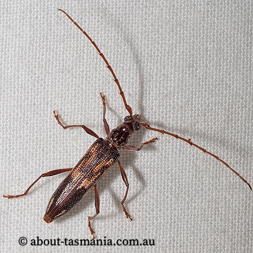 Coptocercus rubripes, Cerambycidae, Tasmania, beetle