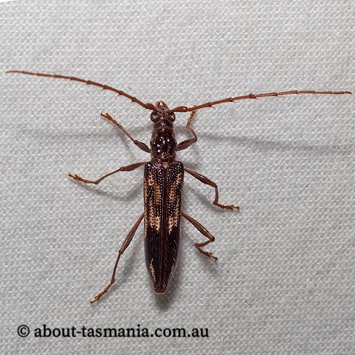 Coptocercus rubripes, Cerambycidae, Tasmania, beetle