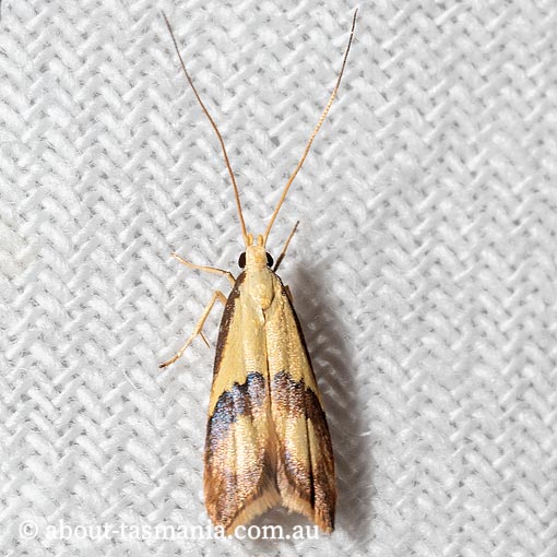 Crocanthes glycina, Lecithoceridae, Tasmania, moth