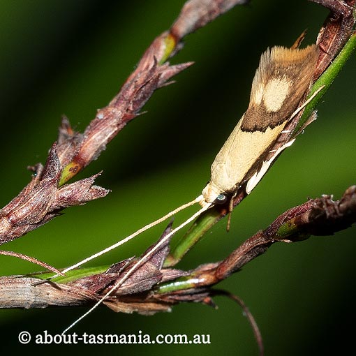 Crocanthes glycina, Lecithoceridae, Tasmania, moth