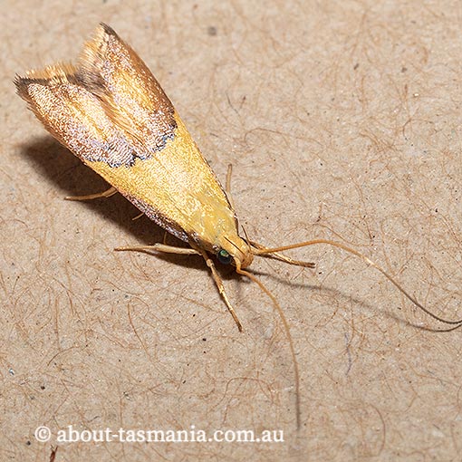 Crocanthes glycina, Lecithoceridae, Tasmania, moth