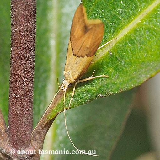 Crocanthes glycina, Lecithoceridae, Tasmania, moth