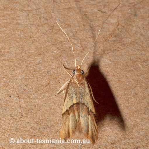 Crocanthes glycina, Lecithoceridae, Tasmania, moth