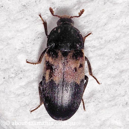 Dermestes lardarius, Larder Beetle, Dermestidae, Tasmania