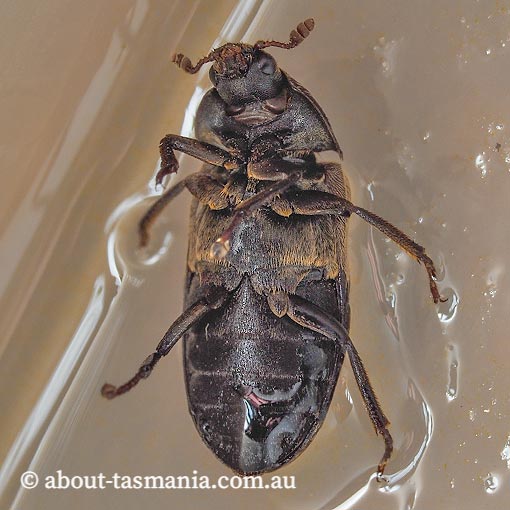 Dermestes lardarius, Larder Beetle, Dermestidae, Tasmania