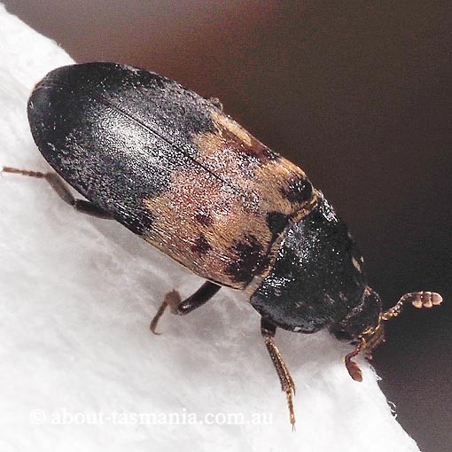 Dermestes lardarius, Larder Beetle, Dermestidae, Tasmania