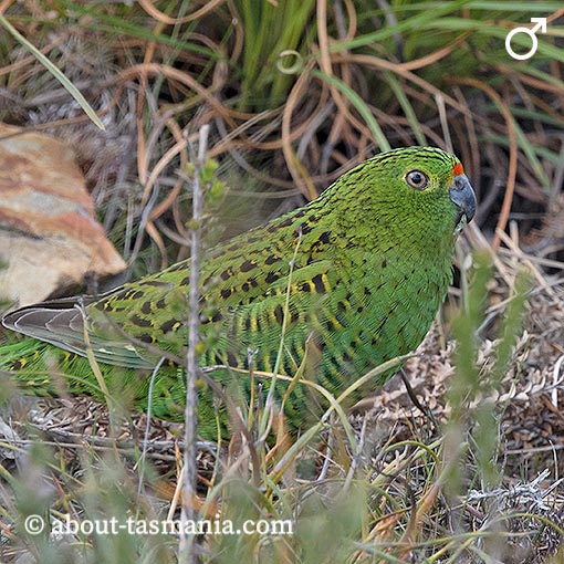 Eastern Ground Parrot, Pezoporus wallicus, Tasmania