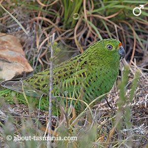 Eastern Ground Parrot
