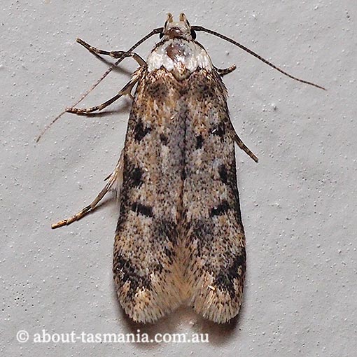 Endrosis sarcitrella, white-shouldered house moth, Oecophoridae, Tasmania