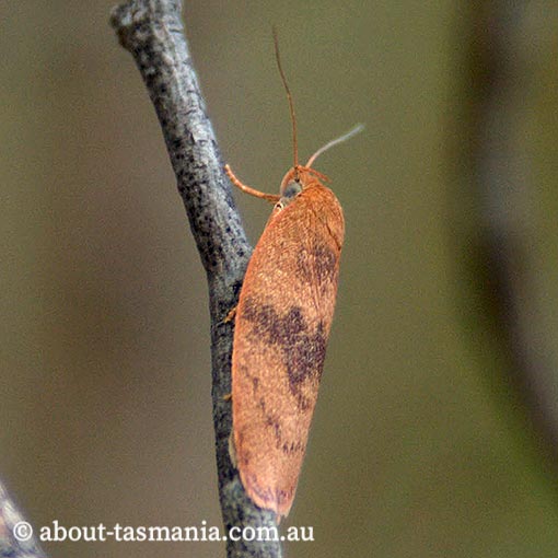 Euchaetis parthenopa, Wingia group, Oecophoridae, Tasmania, moth