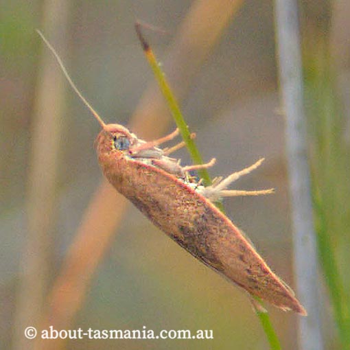 Euchaetis parthenopa, Wingia group, Oecophoridae, Tasmania, moth