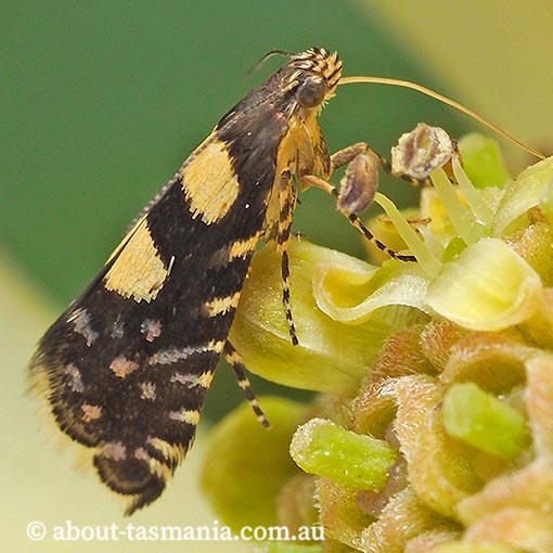 Glyphipterix chrysoplanetis, Glyphipterigidae, Tasmania, moth
