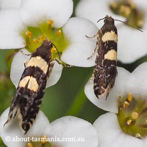 Glyphipterix chrysoplanetis, Glyphipterigidae, Tasmania, moth