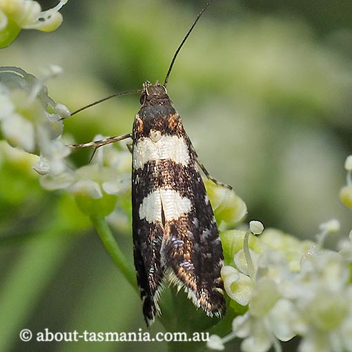 Glyphipterix chrysoplanetis, Glyphipterigidae, Tasmania, moth