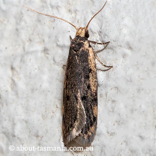 Hoplostega ochroma, Eulechria group, Oecophoridae, Tasmania, moth