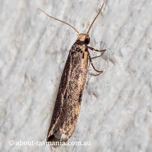 Hoplostega ochroma, Eulechria group, Oecophoridae, Tasmania, moth