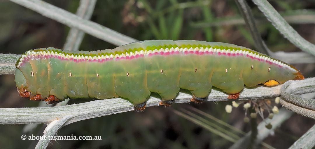 Hylaeora caustopis, Great Rough-head, Notodontidae, Tasmania, moth