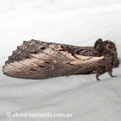 Hylaeora caustopis, Great Rough-head, Notodontidae, Tasmania, moth