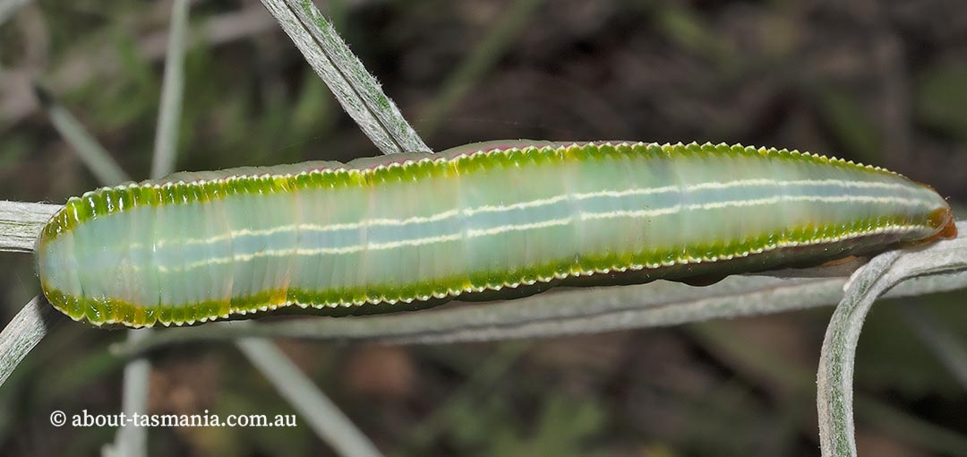Hylaeora caustopis, Great Rough-head, Notodontidae, Tasmania, moth