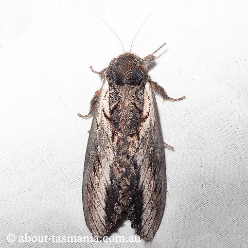 Hylaeora caustopis, Great Rough-head, Notodontidae, Tasmania, moth