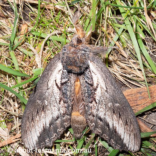 Hylaeora caustopis, Great Rough-head, Notodontidae, Tasmania, moth
