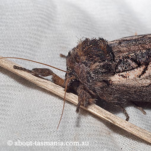 Hylaeora caustopis, Great Rough-head, Notodontidae, Tasmania, moth