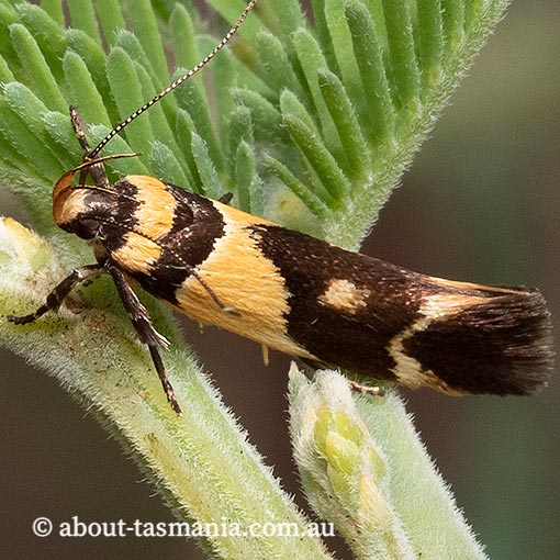 Macrobathra chrysotoxa, Cosmopterigidae, Tasmania, moth