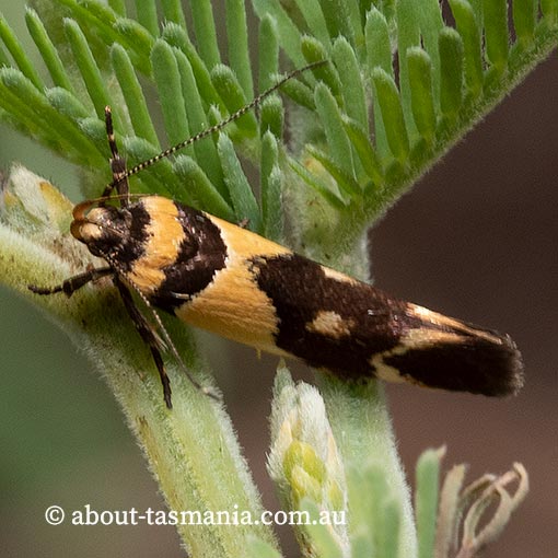 Macrobathra chrysotoxa, Cosmopterigidae, Tasmania, moth