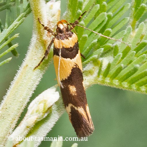 Macrobathra chrysotoxa, Cosmopterigidae, Tasmania, moth
