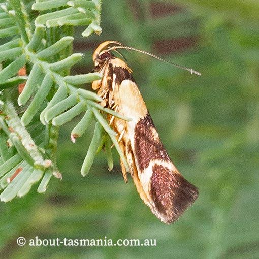 Macrobathra chrysotoxa, Cosmopterigidae, Tasmania, moth