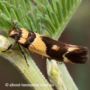 Macrobathra chrysotoxa