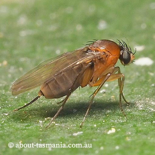 Megaselia sp., Scuttle fly, Phoridae, Tasmania
