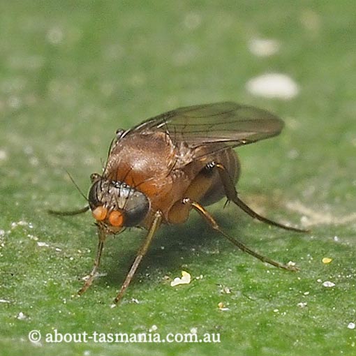 Megaselia sp., Scuttle fly, Phoridae, Tasmania