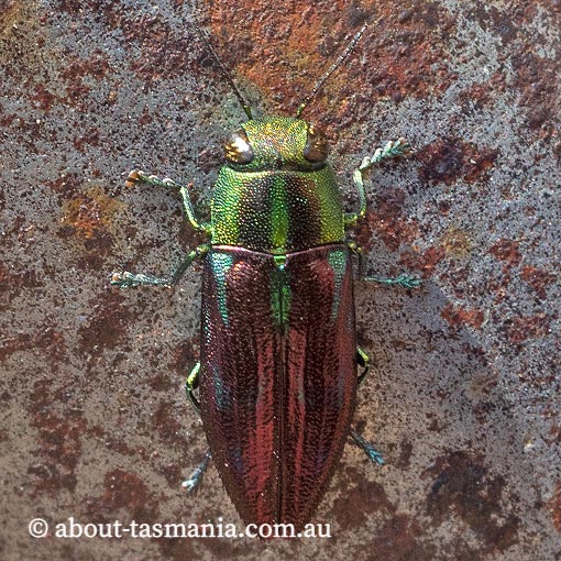 Melobasis innocua, Jewel Beetle, Buprestidae, Tasmania