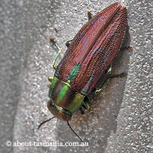 Melobasis innocua, Jewel Beetle, Buprestidae, Tasmania