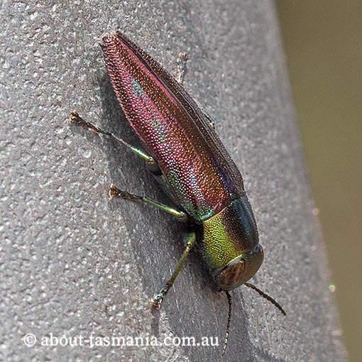 Melobasis innocua, Jewel Beetle, Buprestidae, Tasmania