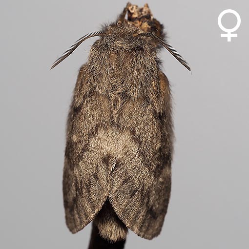 Pernattia pusilla, she-oak moth, Lasiocampidae, Tasmania, moth