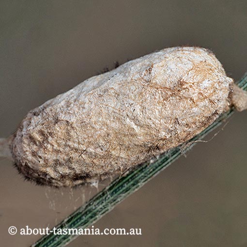 Pernattia pusilla, she-oak moth, Lasiocampidae, Tasmania, moth