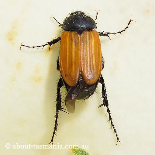 Phyllotocus rufipennis, Nectar Scarab, Scarabaeidae, Tasmania