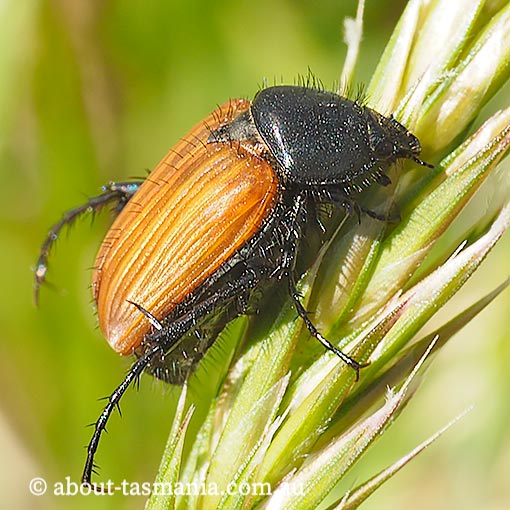 Phyllotocus rufipennis, Nectar Scarab, Scarabaeidae, Tasmania