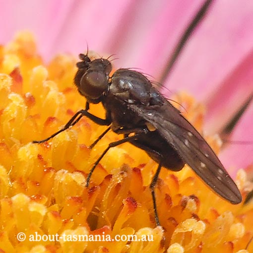 Scatella nitidithorax, Ephydridae, Tasmania, fly